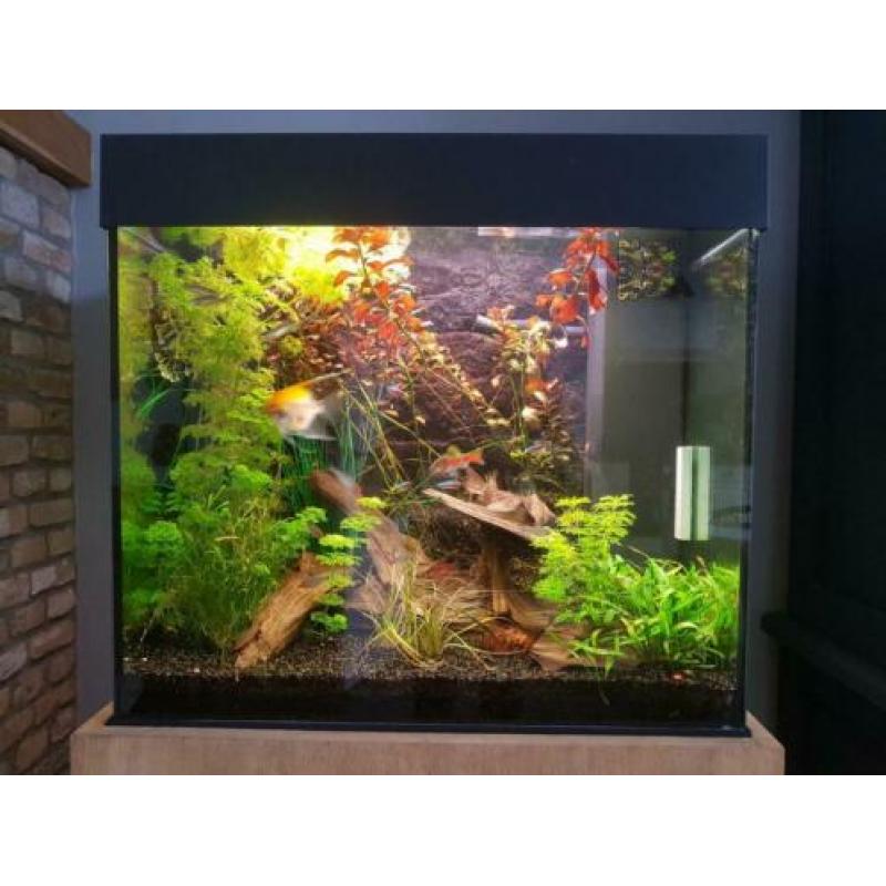 juwel aquarium incl. eiken kast