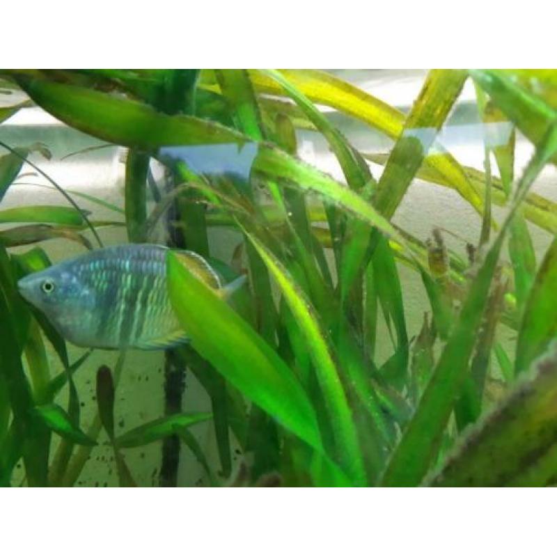Aquarium compleet