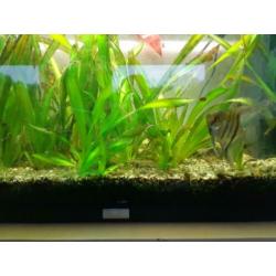 Aquarium compleet