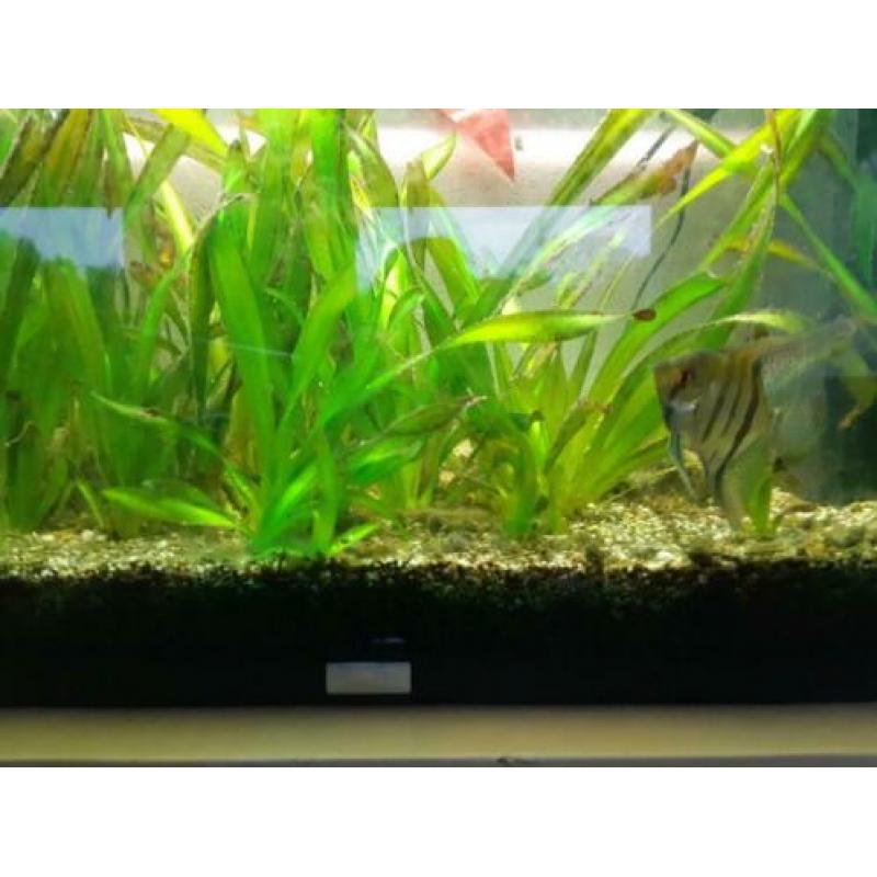 Aquarium compleet