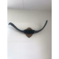Stieren gewei circa 80cm