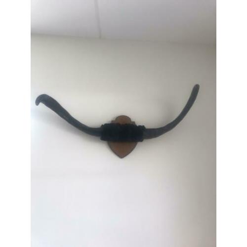 Stieren gewei circa 80cm