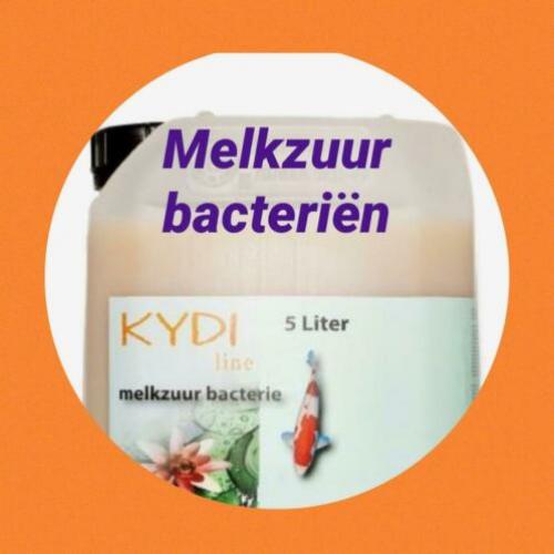 Melkzuurbacteriën herstel koi opstart bacteriën mineralen