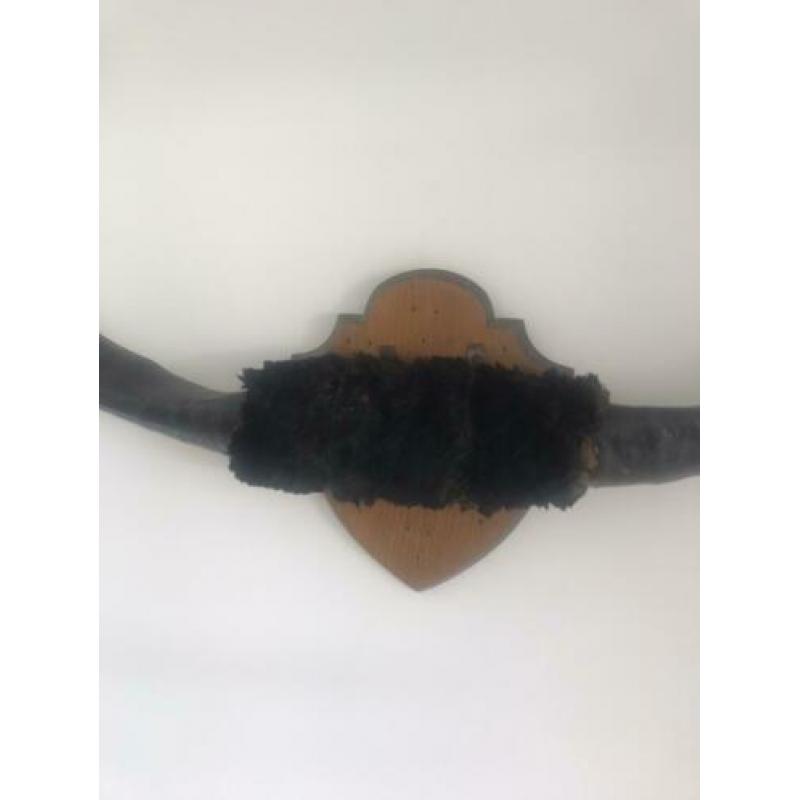 Stieren gewei circa 80cm