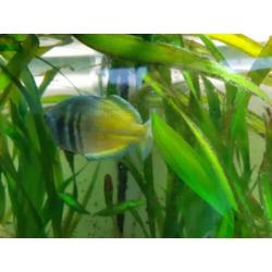 Aquarium compleet