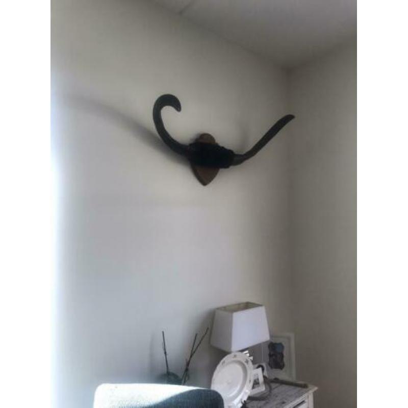 Stieren gewei circa 80cm
