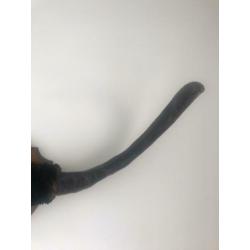 Stieren gewei circa 80cm