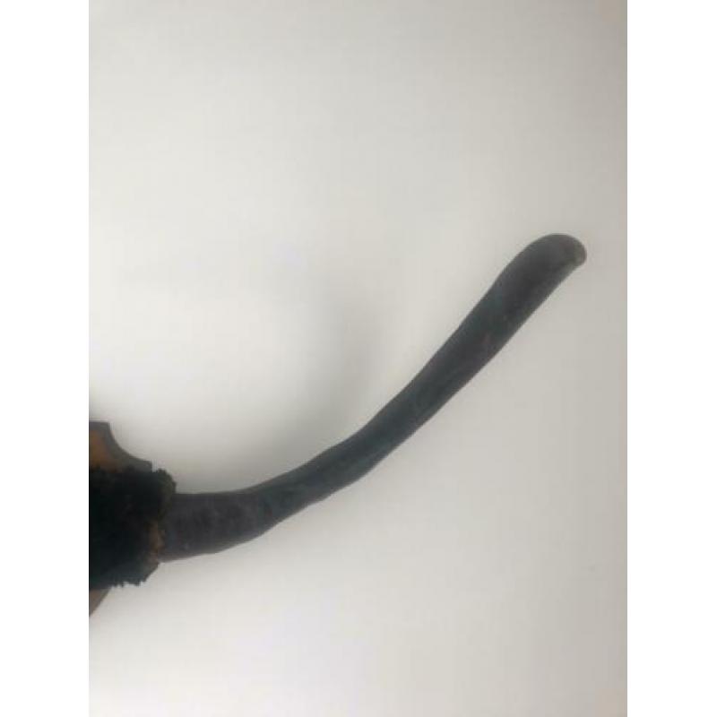 Stieren gewei circa 80cm