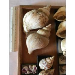 Schelp schelpen van de Fam. Buccinidae