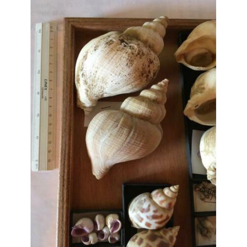 Schelp schelpen van de Fam. Buccinidae