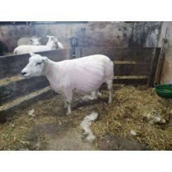 Moeten u schapen worden geschoren ? Wij kunnen ze scheren