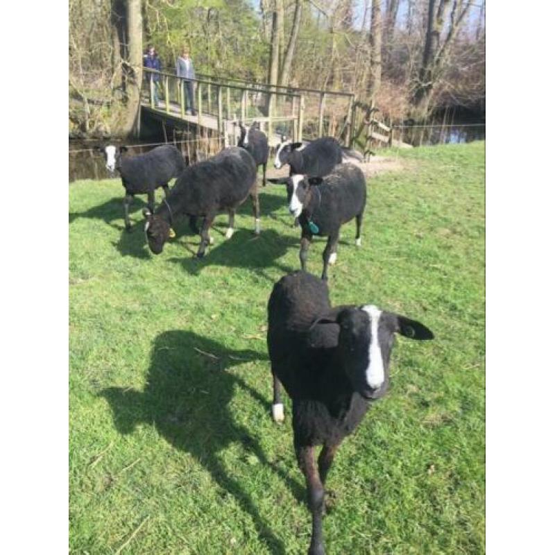 Moeten u schapen worden geschoren ? Wij kunnen ze scheren