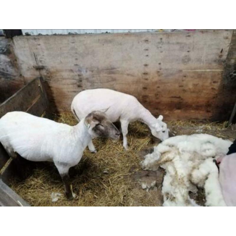Moeten u schapen worden geschoren ? Wij kunnen ze scheren