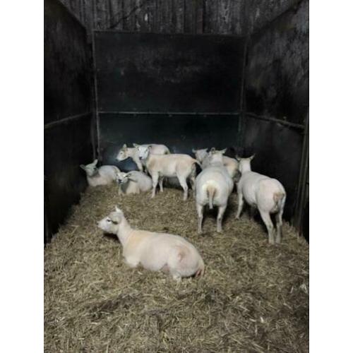 Moeten u schapen worden geschoren ? Wij kunnen ze scheren