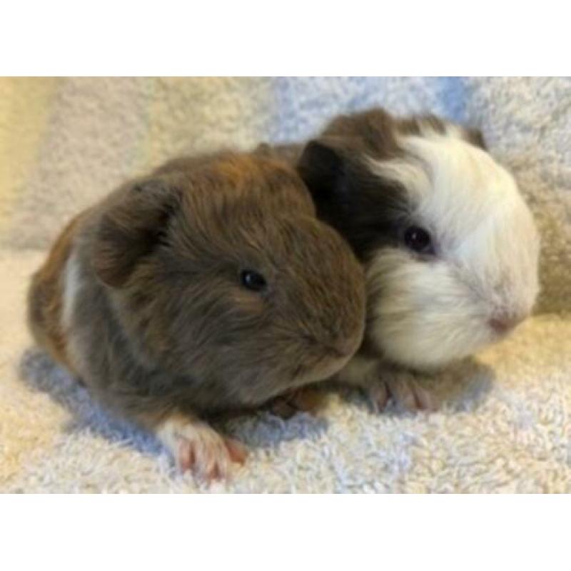 2 mooie en lieve CH Teddy beertjes in slate/goud/wit