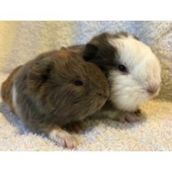 2 mooie en lieve CH Teddy beertjes in slate/goud/wit