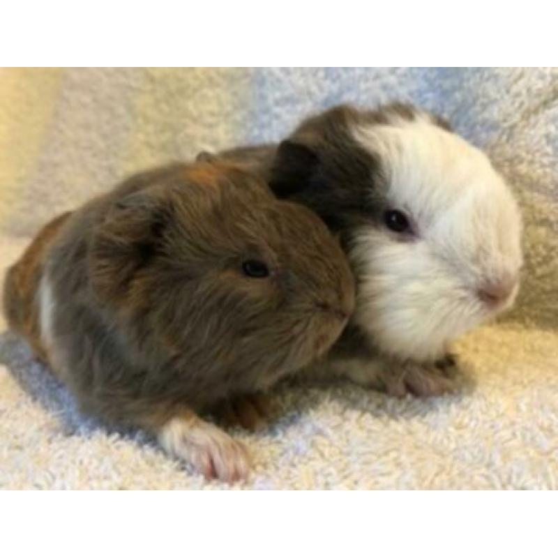 2 mooie en lieve CH Teddy beertjes in slate/goud/wit