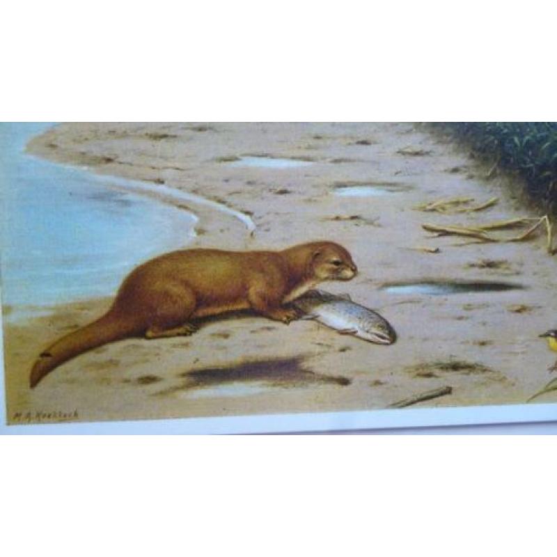 Prachtige natuurkaart "aan de rivier" van M.A.Koekkoek