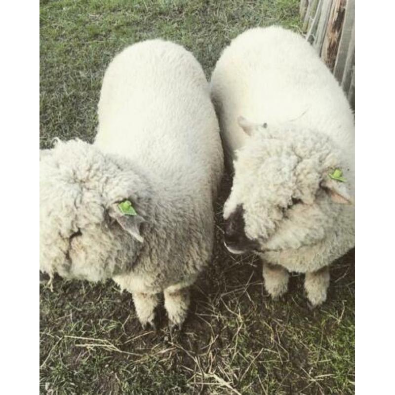 Hampshire down ooi met 2 ram lammeren