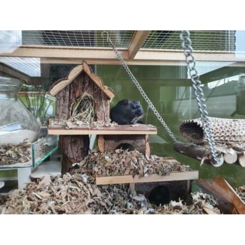 Glazen kooi / terrarium met pasen bezorgd