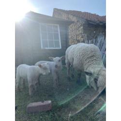 Hampshire down ooi met 2 ram lammeren
