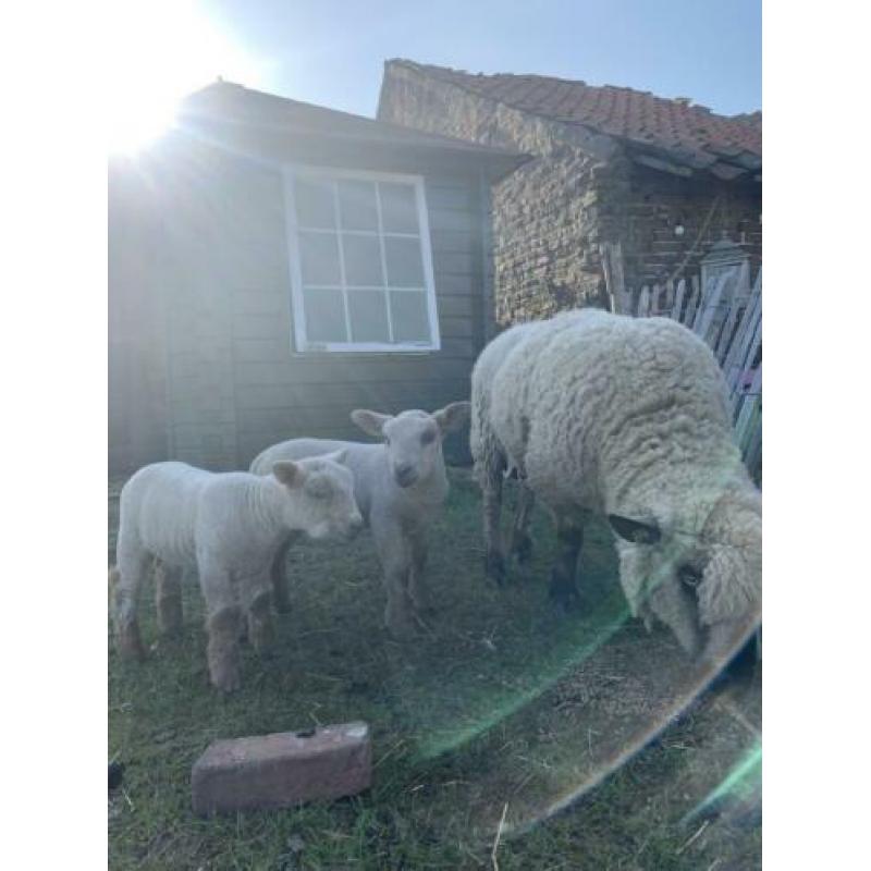 Hampshire down ooi met 2 ram lammeren