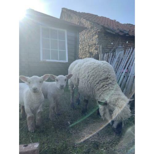 Hampshire down ooi met 2 ram lammeren