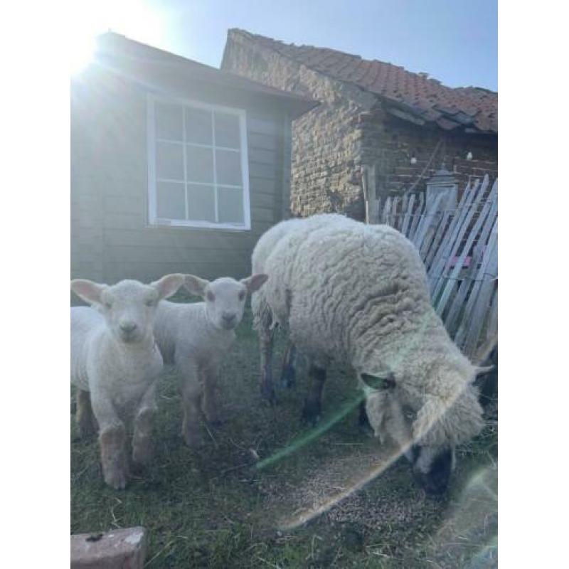 Hampshire down ooi met 2 ram lammeren