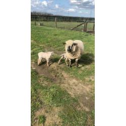 Hampshire down ooi met 2 ram lammeren