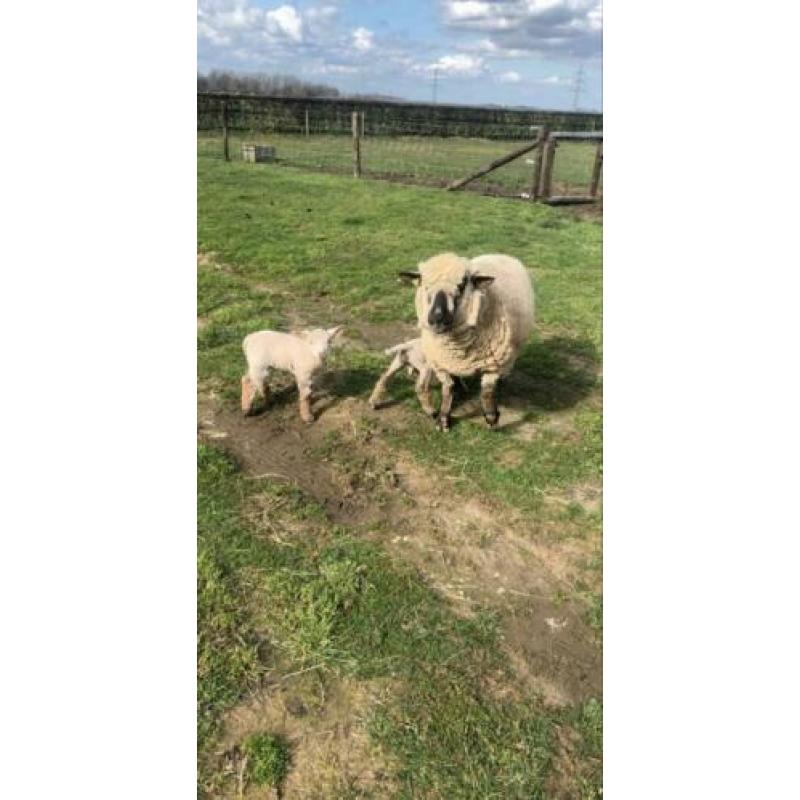 Hampshire down ooi met 2 ram lammeren