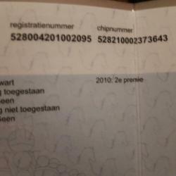 Te koop 10 jarige Friese stamboek ( drachtige) merrie