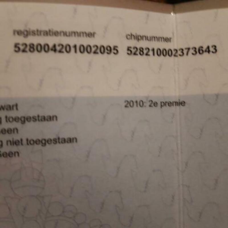 Te koop 10 jarige Friese stamboek ( drachtige) merrie