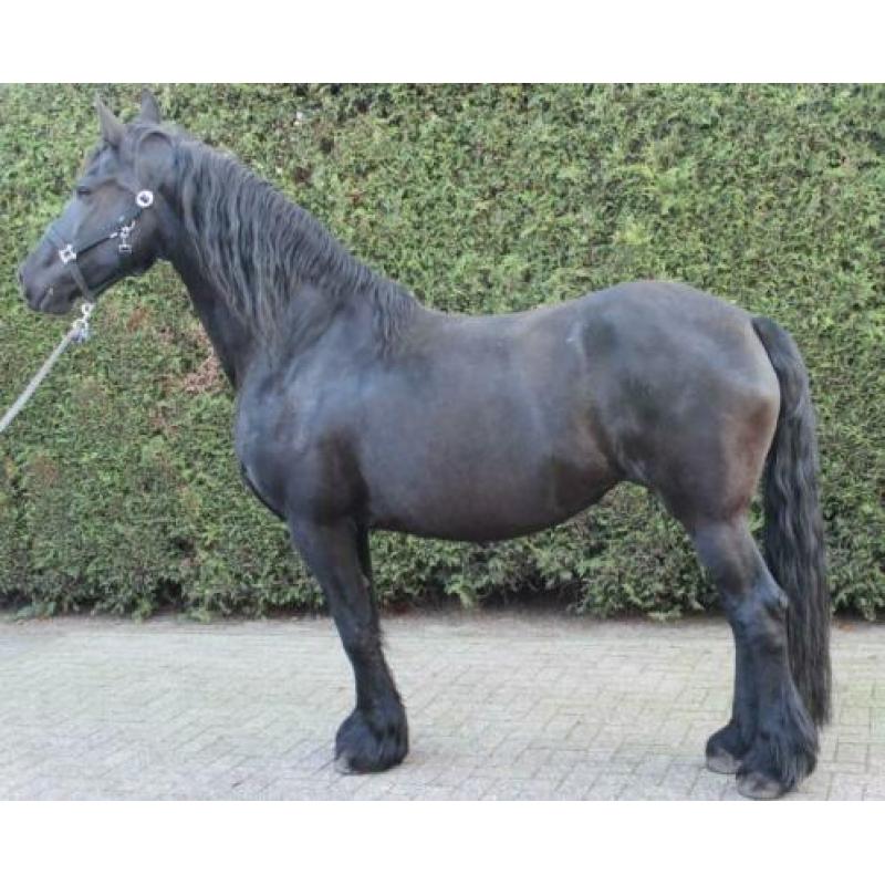 Te koop 10 jarige Friese stamboek ( drachtige) merrie