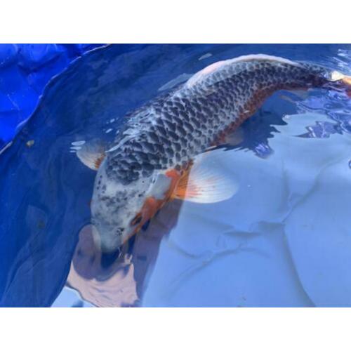 Koi karper 55cm te koop