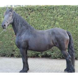 Te koop 10 jarige Friese stamboek ( drachtige) merrie