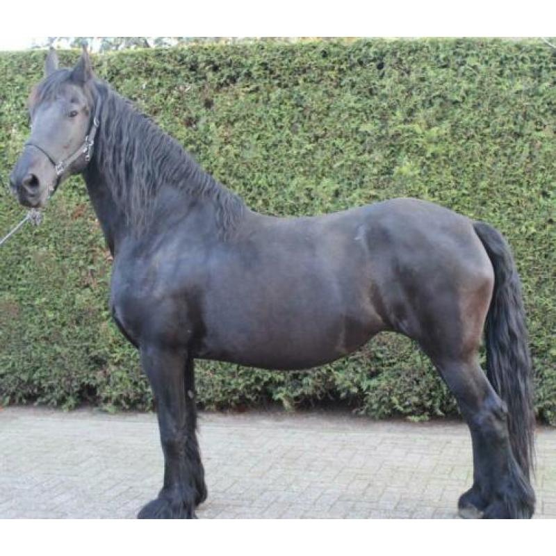Te koop 10 jarige Friese stamboek ( drachtige) merrie