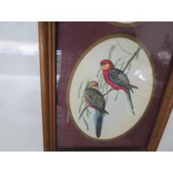 mooie vogels 43/15 cm ingelijst achter glas