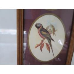 mooie vogels 43/15 cm ingelijst achter glas