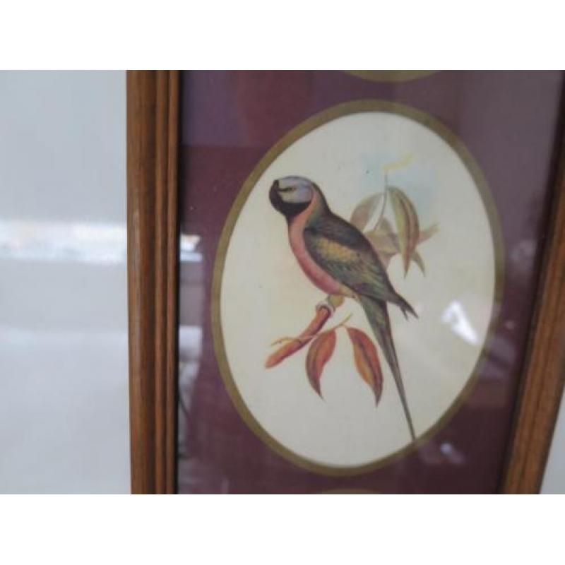 mooie vogels 43/15 cm ingelijst achter glas