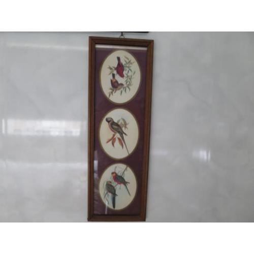 mooie vogels 43/15 cm ingelijst achter glas