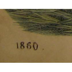 ets, gravure, lithografie, tijgerjacht, Indië 1860
