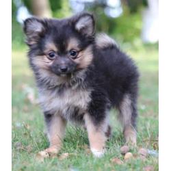 pomchi puppy's