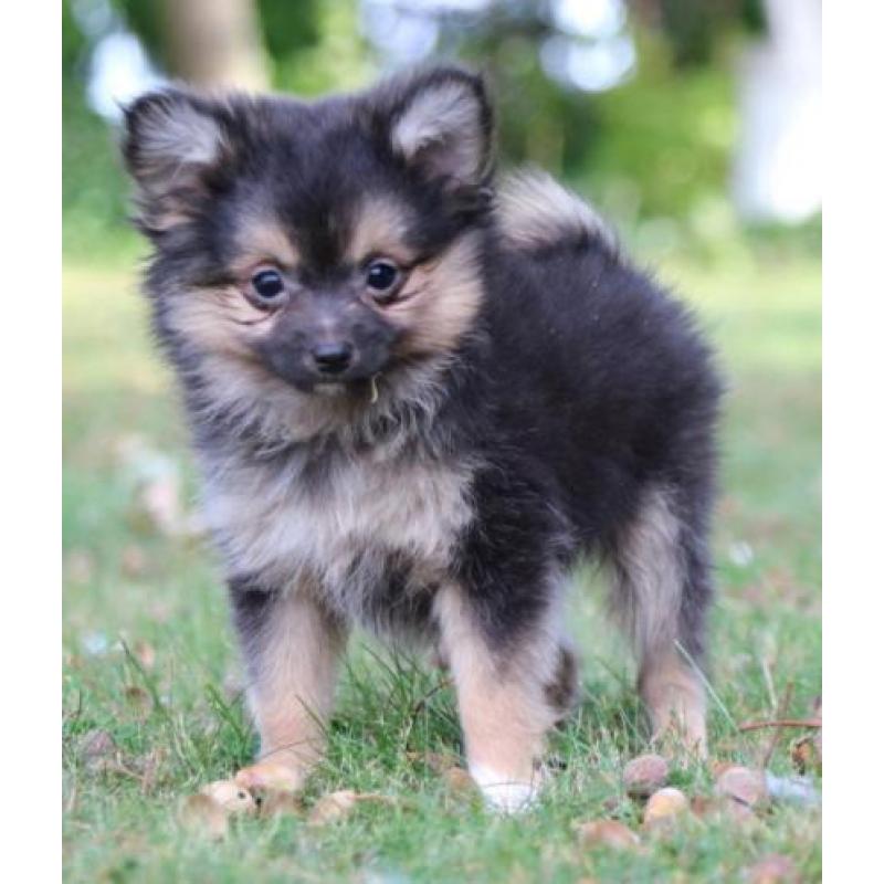 pomchi puppy's