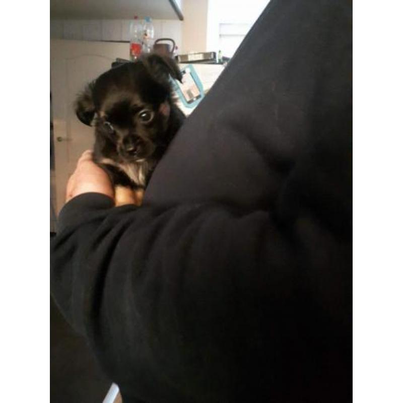 chihuahua reutje