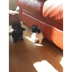 Chihuahua pups