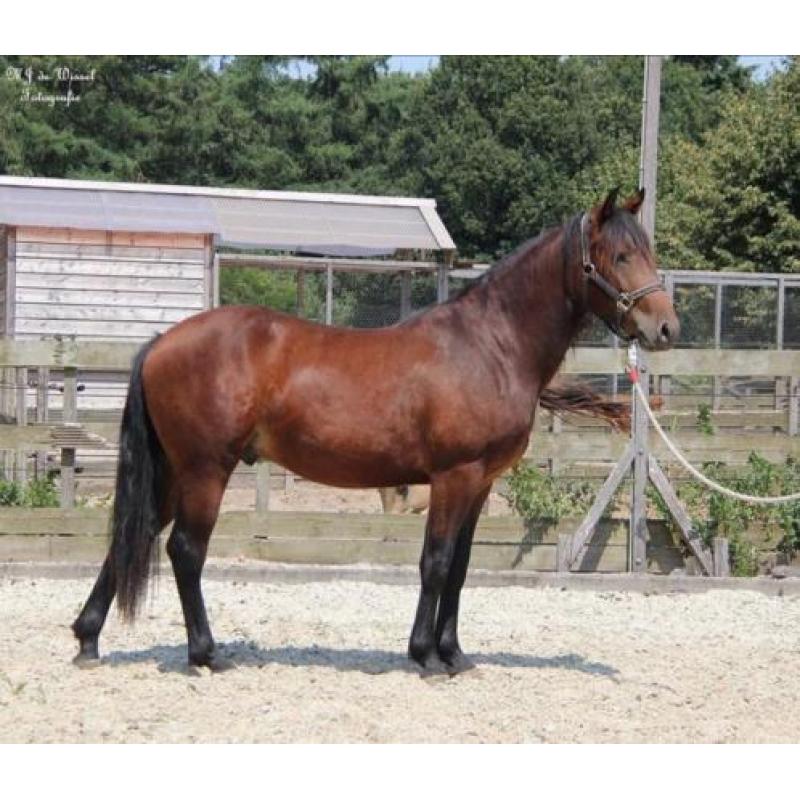 Te koop leuke Merens X Quarter horse ruin