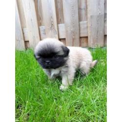 Prachtige pekingees pups
