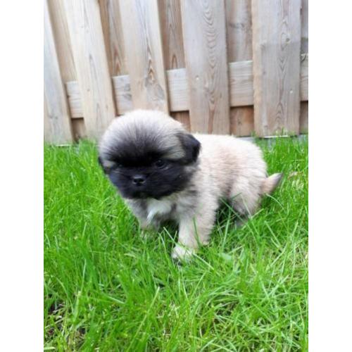 Prachtige pekingees pups