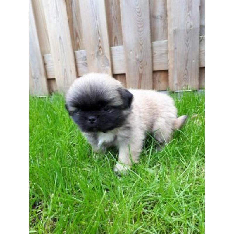 Prachtige pekingees pups