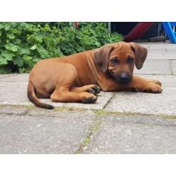 Rhodesian Ridgeback pups verwacht